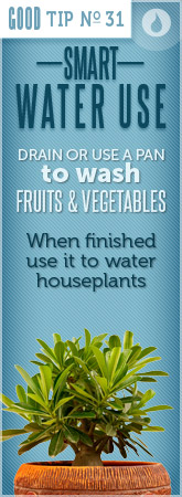 Tip 31 Water Houseplants with Recycled Water